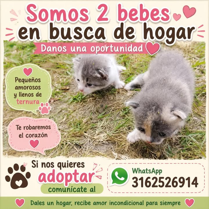Adopta 2 gatitos adorables en Tuluá 
