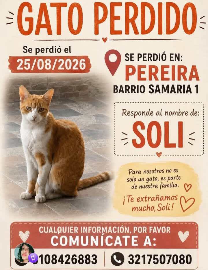 Gato Perdido en Pereira - Busca a Soli 
