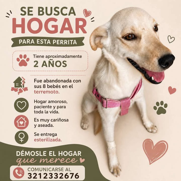 Se busca hogar para perrita llamada Lua en Tuluá 