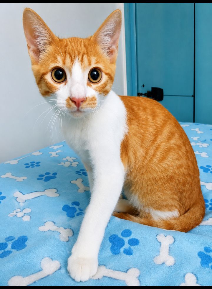 Gatito Caramelo busca hogar en Neira, Caldas 