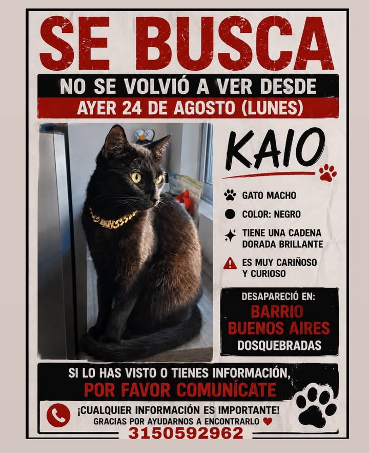 Gato Kaio perdido en Pereira 