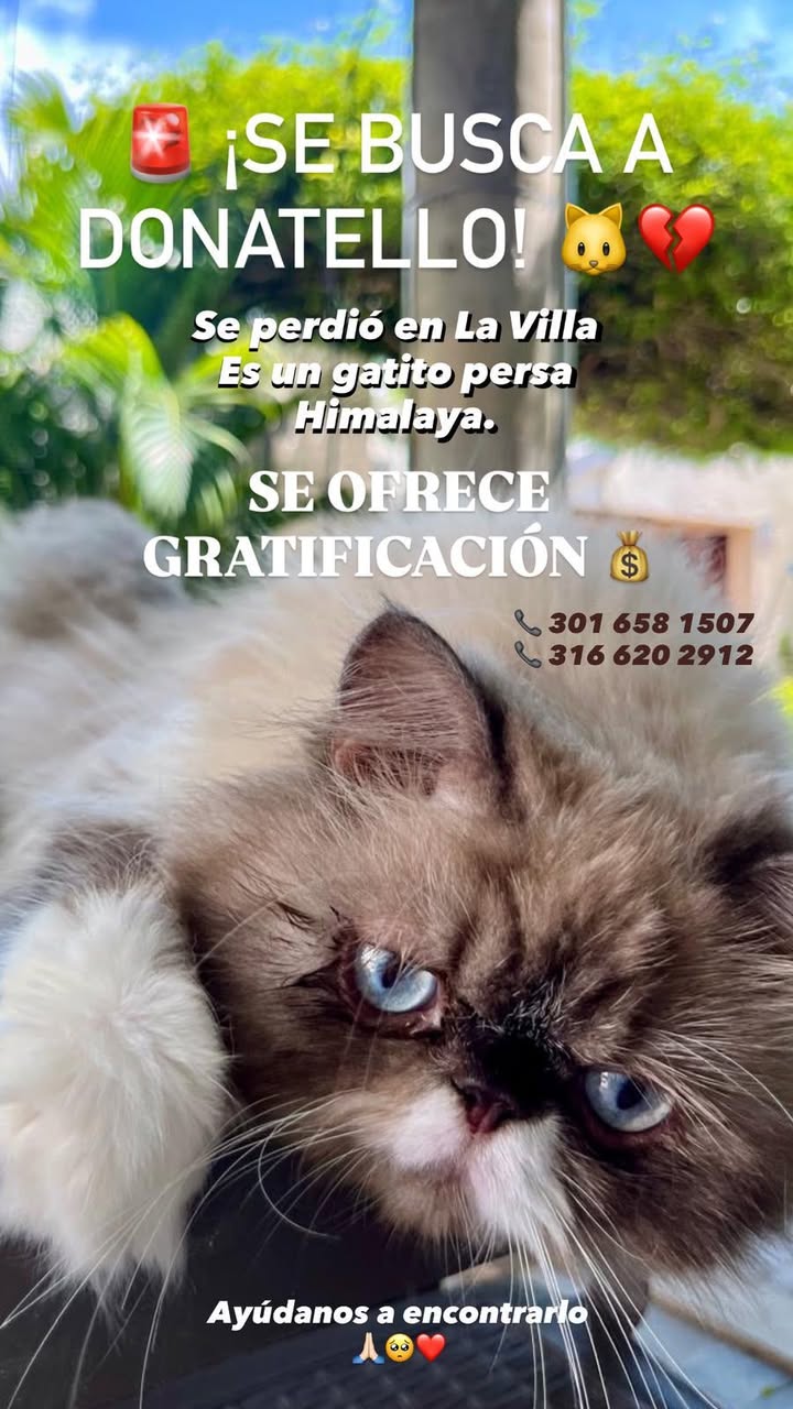 Gato Persa Himalaya Perdido en Tuluá - Se Ofrece Gratificación 