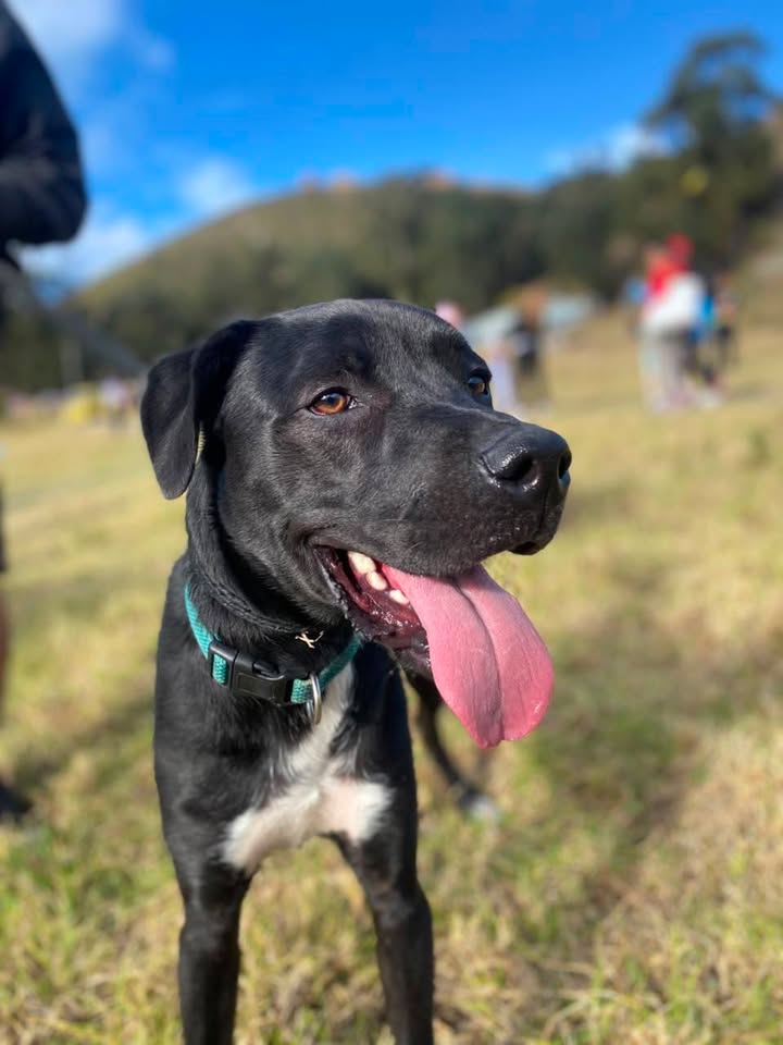 Perro juguetón y cariñoso busca hogar 