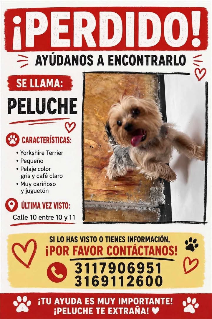 Perro Yorkshire Terrier perdido en Santa Rosa de Cabal 