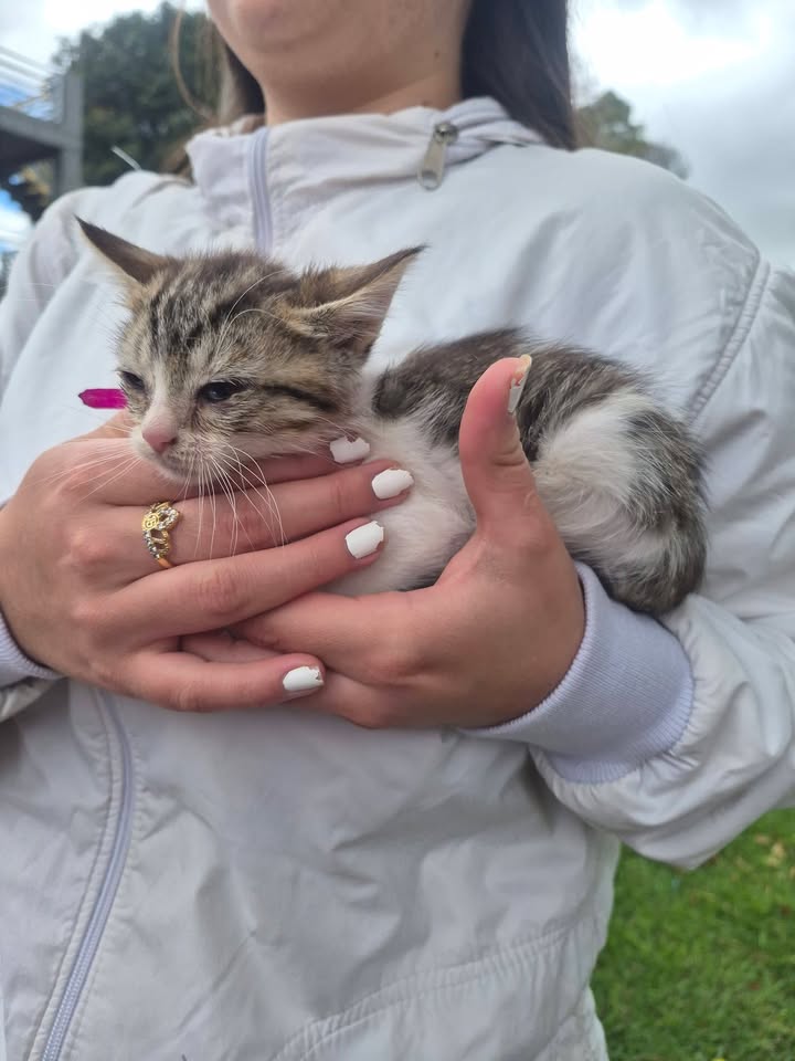 Adopta gatitos en Bogotá 