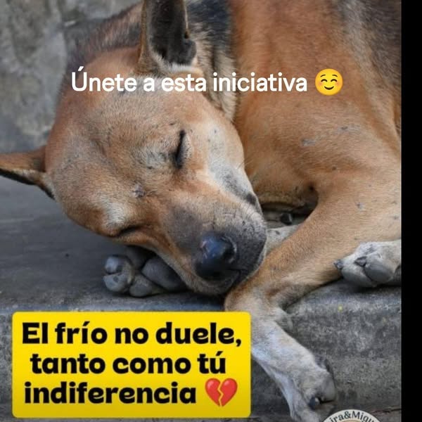 Perro perdido en Bogotá 