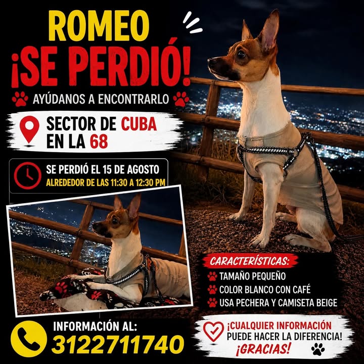 Perro perdido en Santa Rosa de Cabal, Risaralda 
