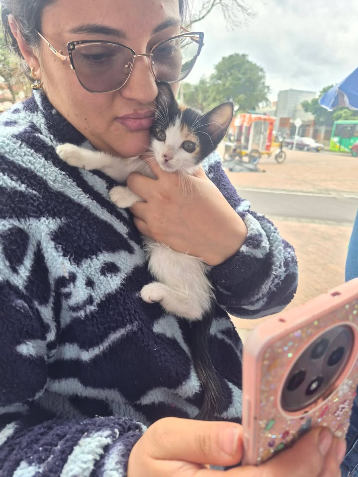 Jornadas de Adopción de Gatitos en Bogotá 