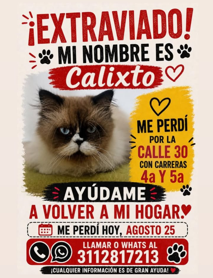 Gato extraviado en Pereira 
