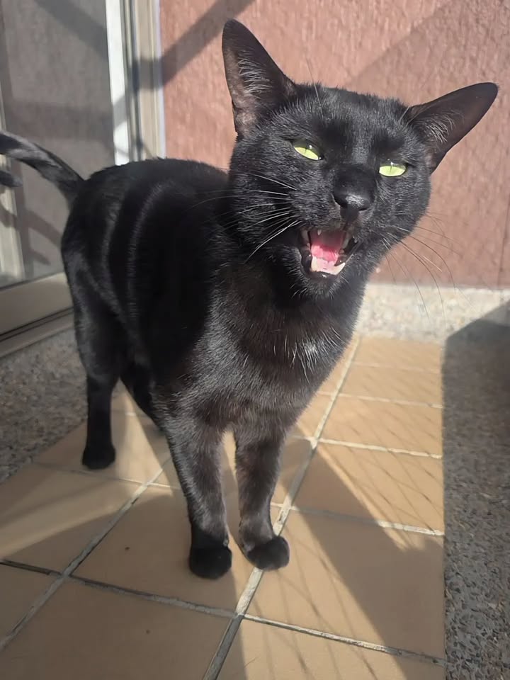 Gato negro en adopción en Bogotá 