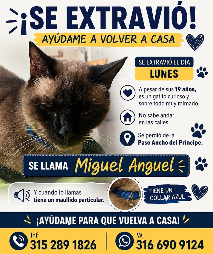 Se Extravio Gato Miguel Anguel en Tuluá 