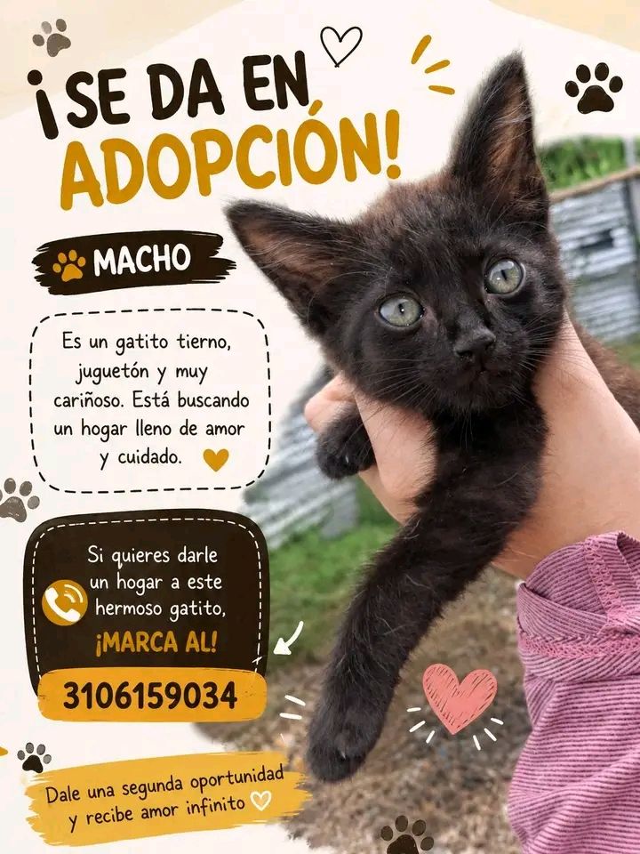 Gatito Negro Macho Busca Hogar en Tuluá 