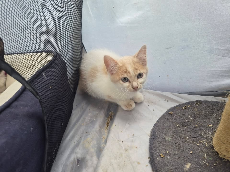 Adopción de gatos en Bogotá 
