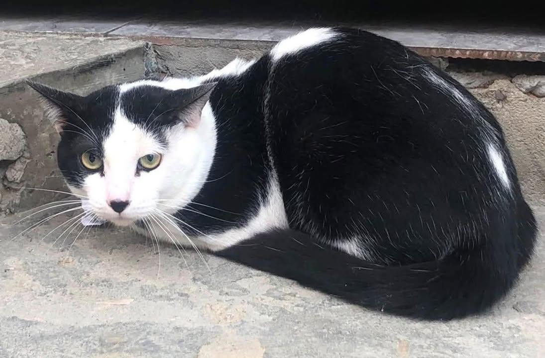 Gato en adopción en Pereira 
