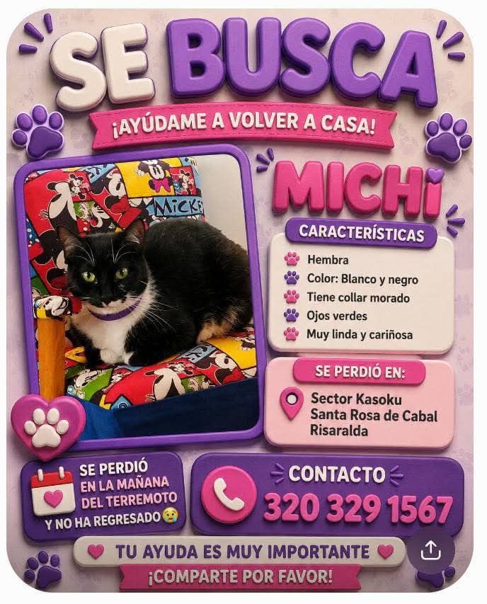 Gata Michi perdida en Santa Rosa de Cabal, Risaralda 