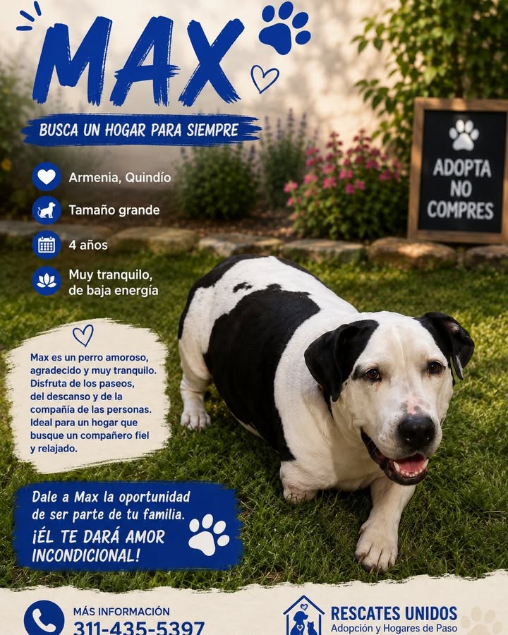 Perro Max busca hogar en Armenia, Quindío. 4 años, grande, tranquilo, 3 patas 