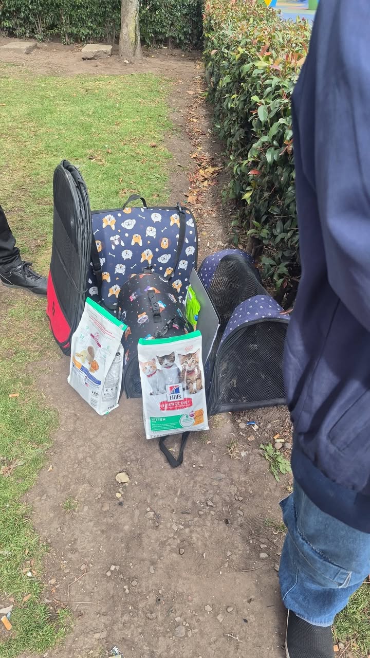Jornadas de Adopción de Gatitos en Bogotá 