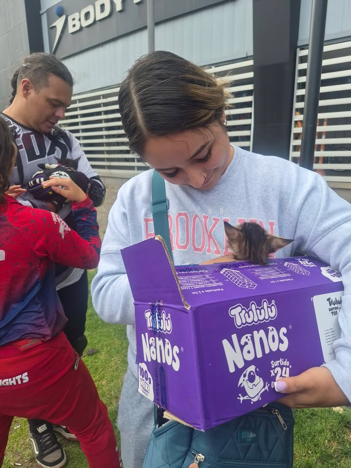 Jornadas de Adopción de Gatitos en Bogotá 