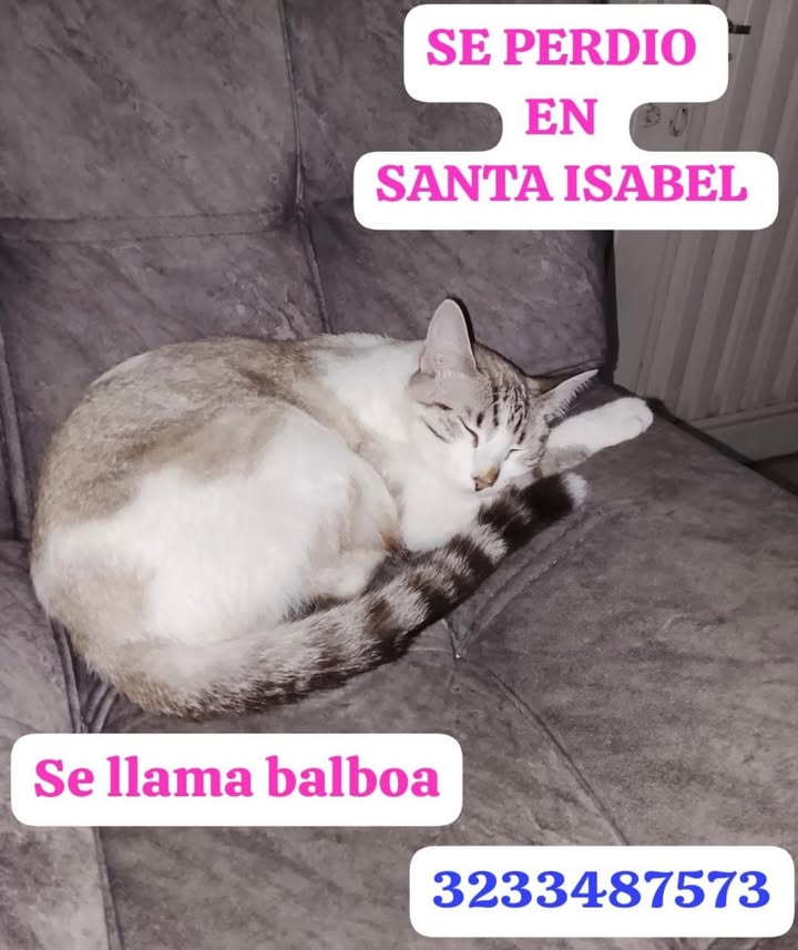 Gato perdido en Santa Isabel, Pereira 