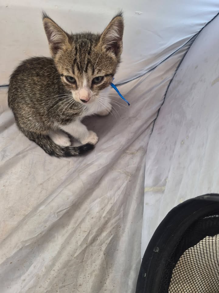 Adopción de Gatitos en Bogotá 