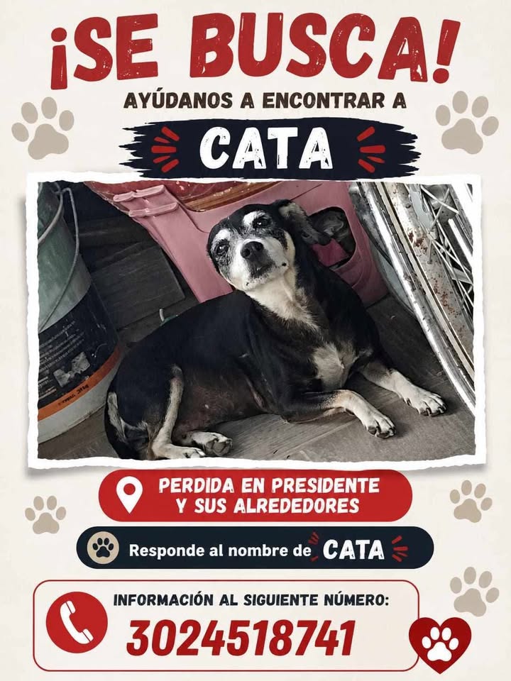 Perra perdida en Tuluá, Valle 