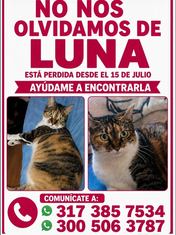 Gato perdido en Risaralda 