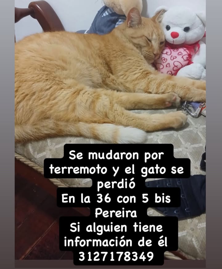 Gato perdido en Pereira 