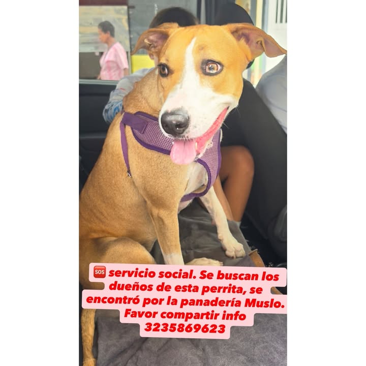 Se busca dueños de perrita encontrada en La Virginia 