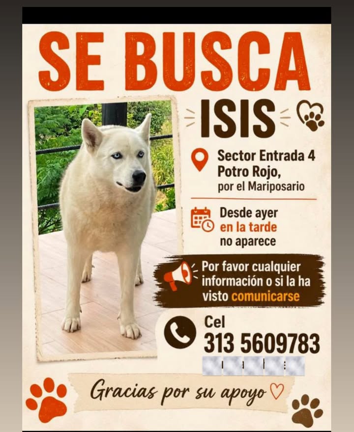 Perro perdido en Pereira, Risaralda 