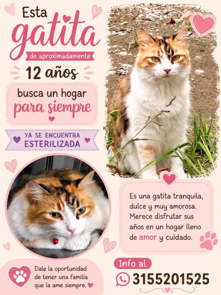 Gatita adulta en adopción en Tuluá 