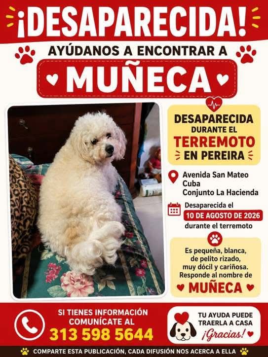 Perro perdido en Pereira - ¡Ayúdanos a encontrar a Muñeca! 