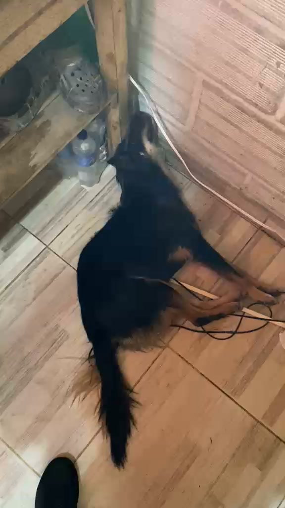 Perrita atropellada en Amagá, Antioquia 