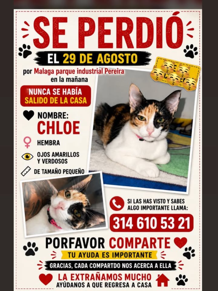 Gata Chloe perdida en Pereira 