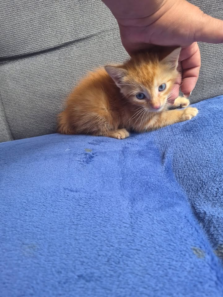 Adopción de gatos en Bogotá 