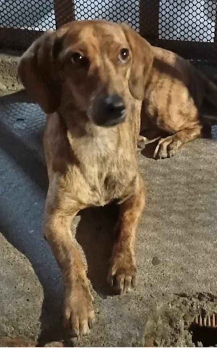 Perrita perdida en Pereira, Risaralda 