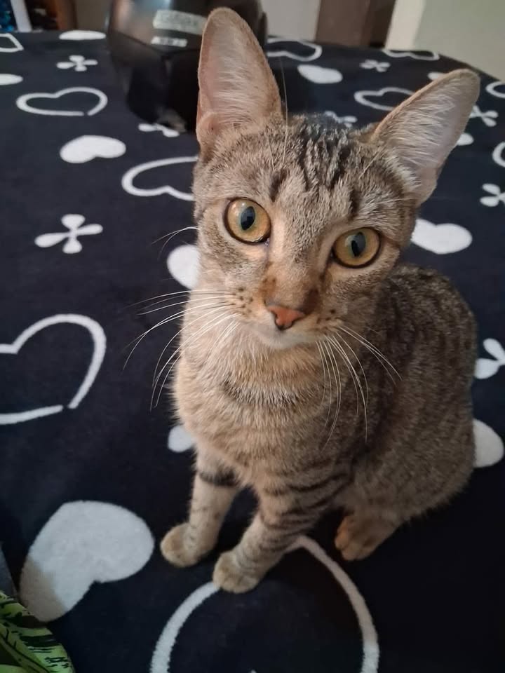 Gata perdida en Berlín, Pereira - Se busca Lily 