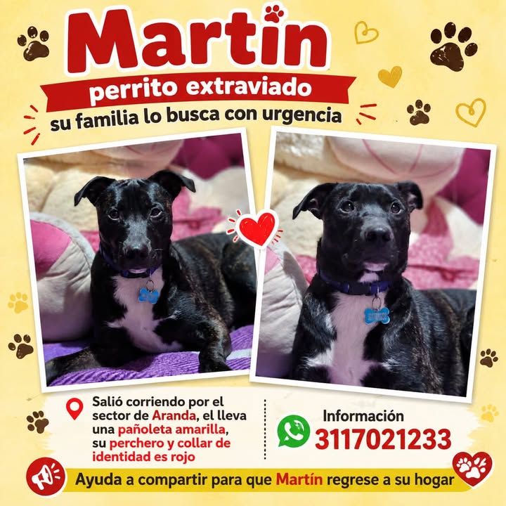 Perrito extraviado en Pasto 