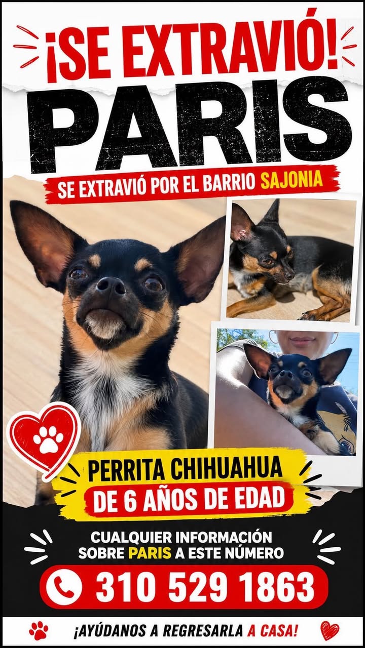 Perro Chihuahua Paris se extravió en Tuluá 