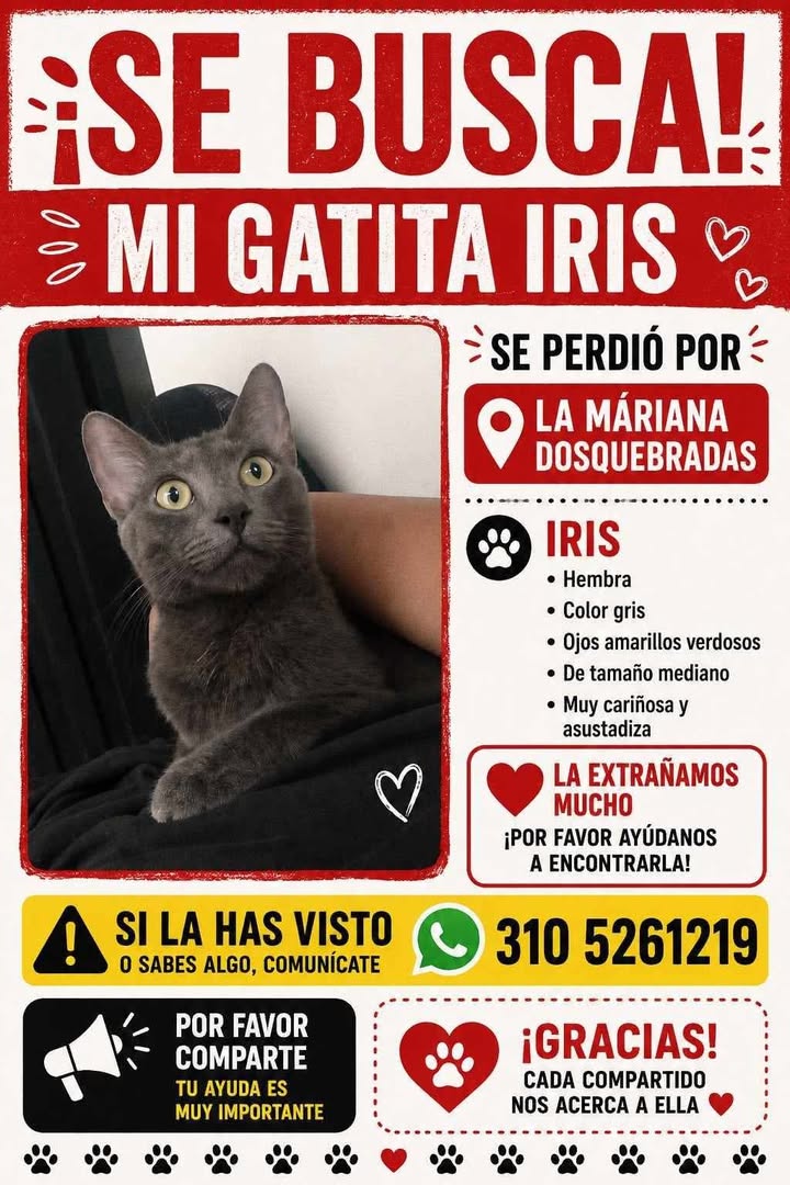 Se busca gatita Iris perdida en La Mariana, Dosquebradas 