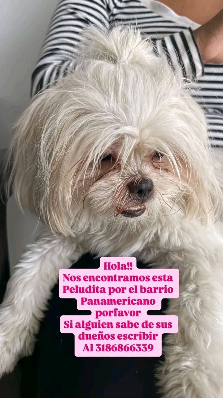 Perra Shih Tzu perdida en Tuluá 