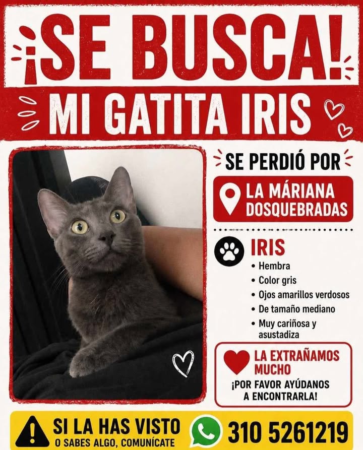 Gatita Iris perdida en Pereira, Risaralda 