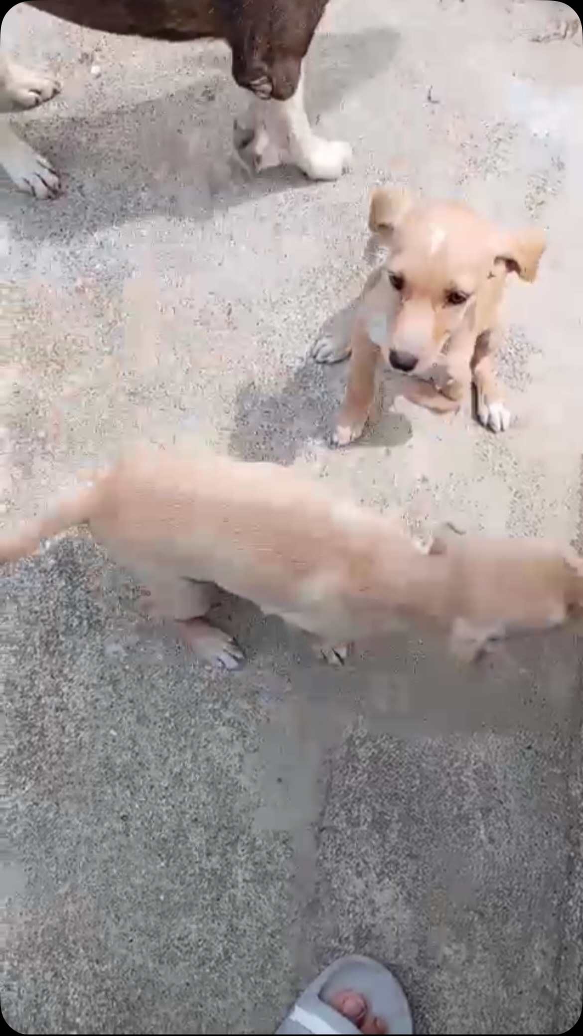 Cachorras en adopción en Pereira, Risaralda 