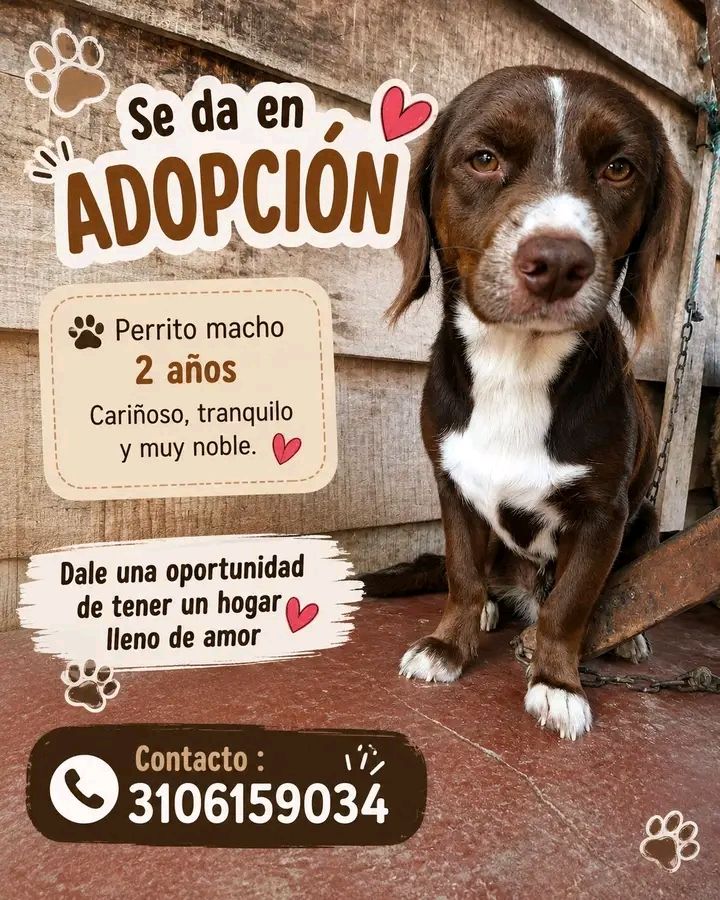 Perro en Adopción en Tuluá 
