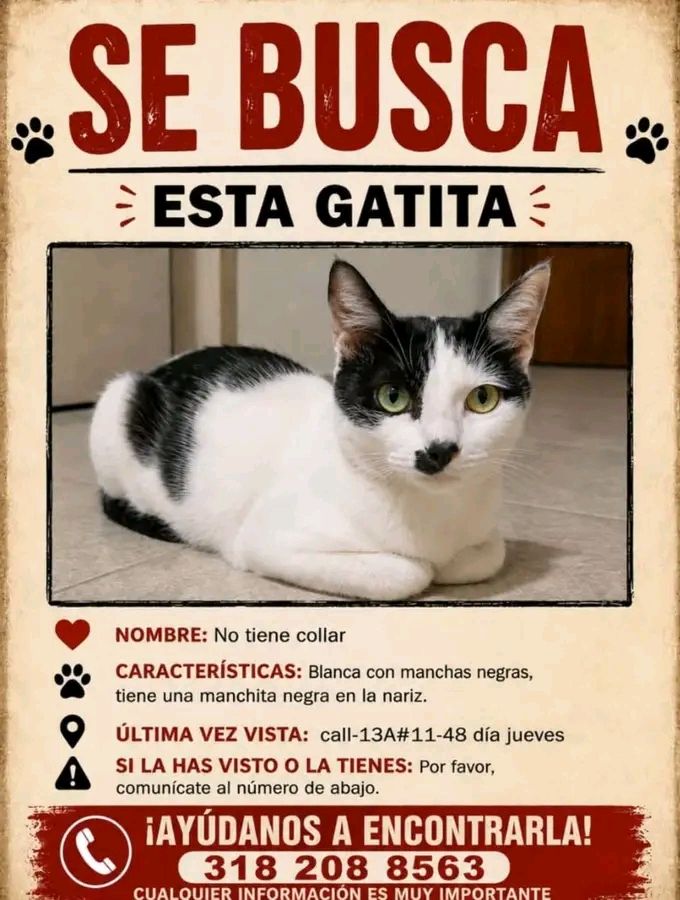 Gatita blanca y negra perdida en Tuluá 
