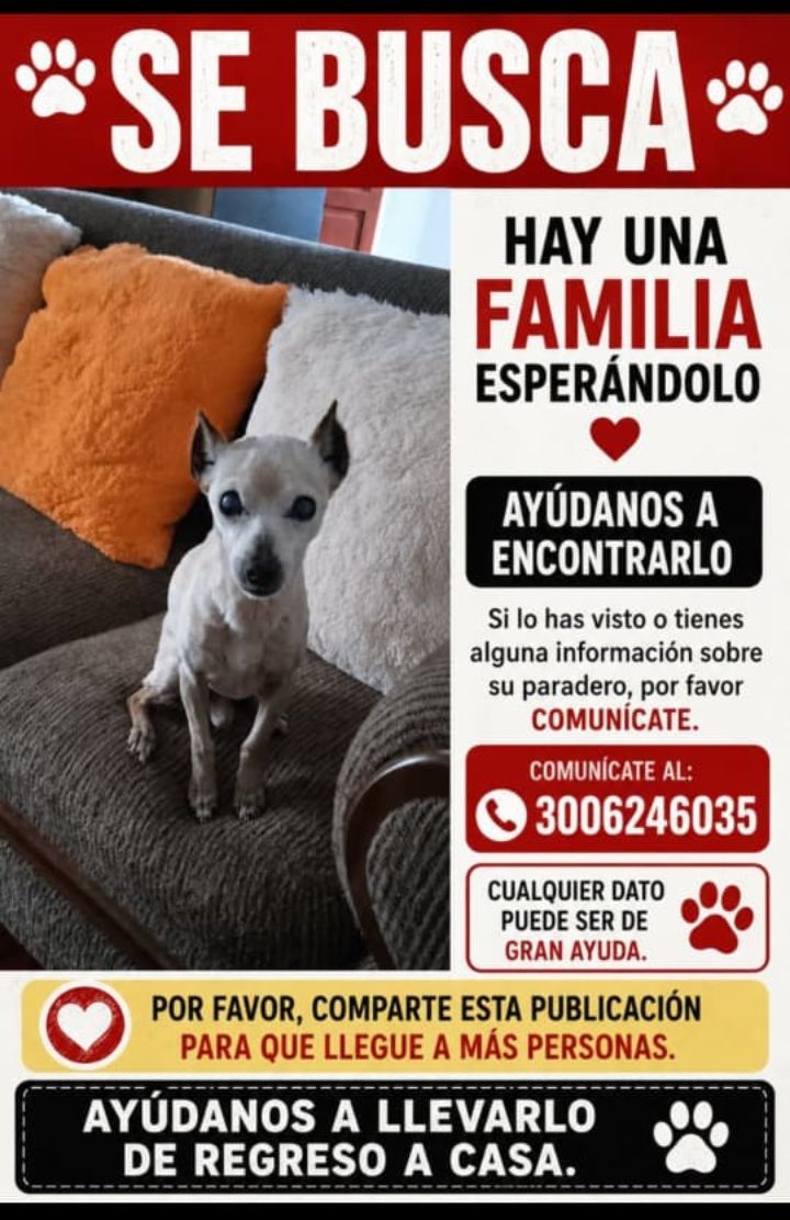 Se busca perro Toby en Neira, Caldas 
