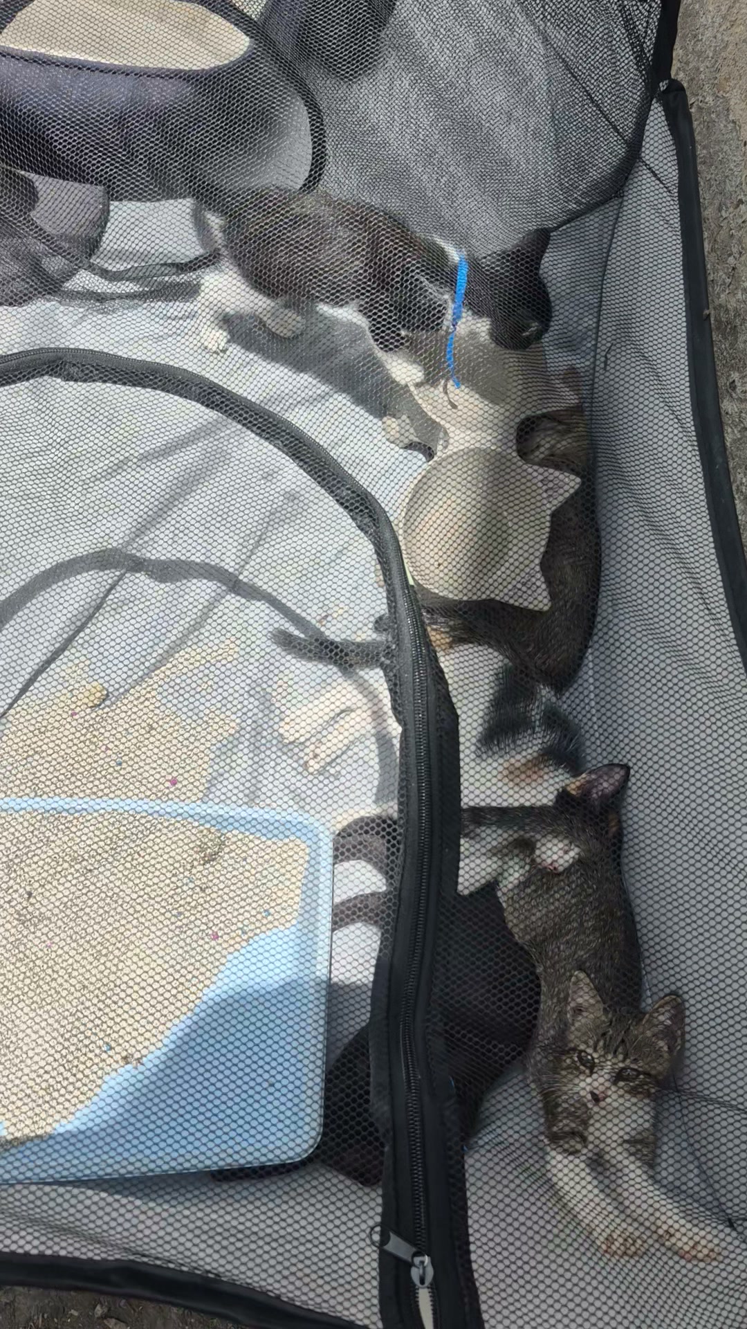 Adopta un gatito y dale un hogar 