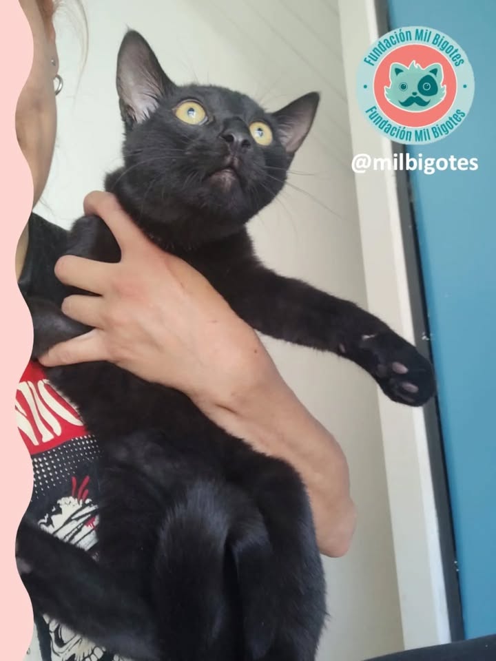 Gato negro en adopción en Bogotá 