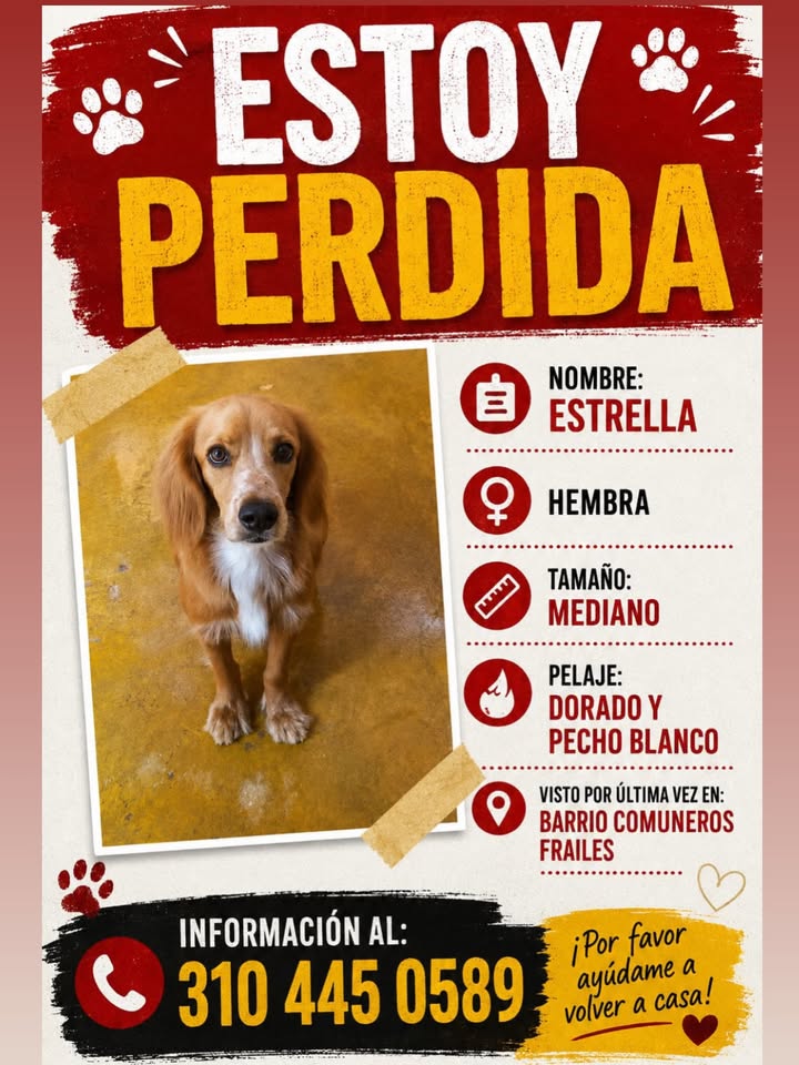 Perra perdida en Pereira 
