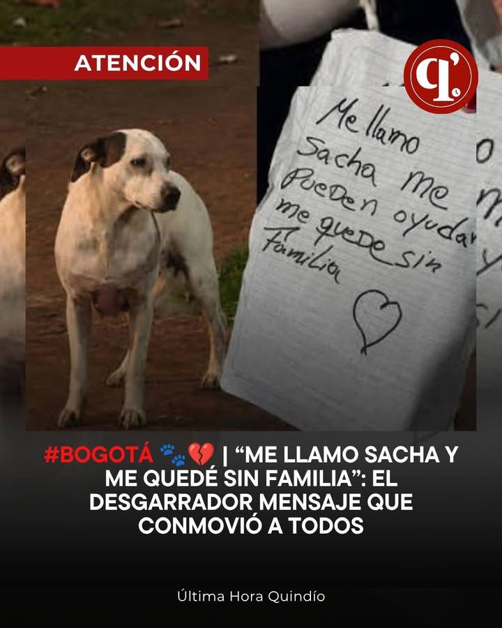 Perra Sacha abandonada en Bogotá busca familia 