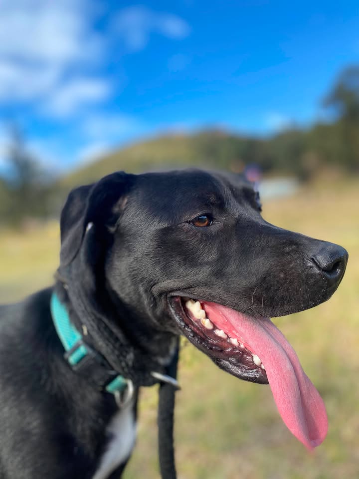 Perro juguetón y cariñoso busca hogar 